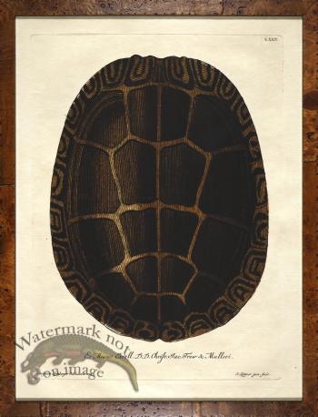 Turtle Shell Burl 07